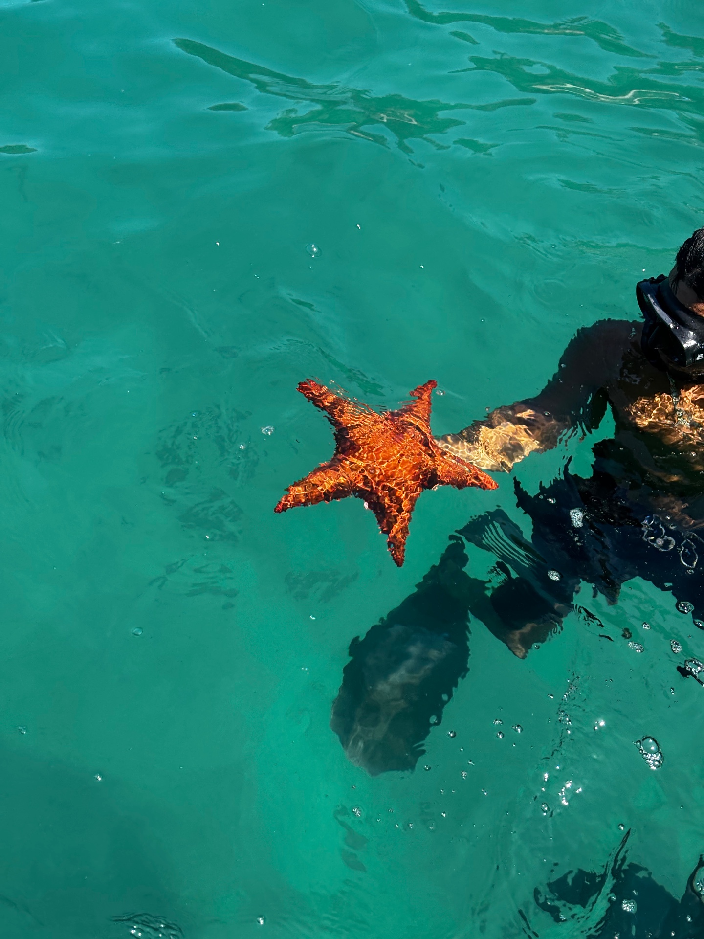 Estrela-do-mar alaranjada na superfície da água esverdeada